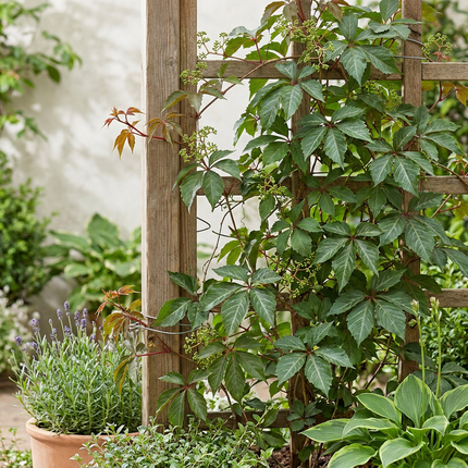 Parthenocissus henryana - Chinese wingerd 6x - Groen - Klimplant - Ø9cm - ↕35cm