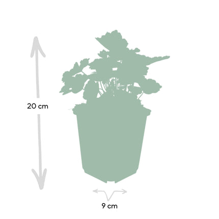Heuchera mic. 'Palace Purple' - ↕10-25cm - Ø9cm - 48x