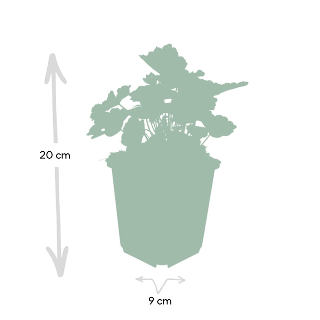 Heuchera mic. 'Palace Purple' - ↕10-25cm - Ø9cm - 48x