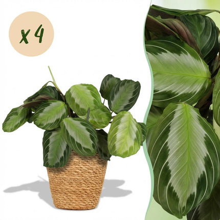 Maranta Fascinator Silverband - Pianta della preghiera - con cestino - ↕25cm - Ø12cm - 4x