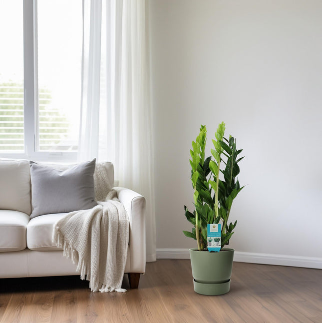 Zamioculcas Zamiifolia - ZZ-Pflanze - ↕65cm - Ø17cm