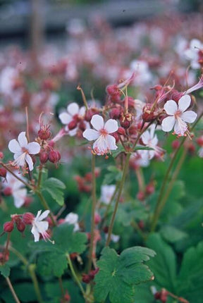 Geranium macrorrhizum 'Spessart' - ↕10-25cm - Ø9cm - 6x