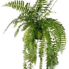 Collection image for: Felce di Boston (Nephrolepis)