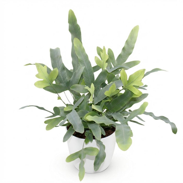 Phlebodium aureum Blue Star - Blauwe Varen - met witte plantenpot - ↕25cm - Ø12cm