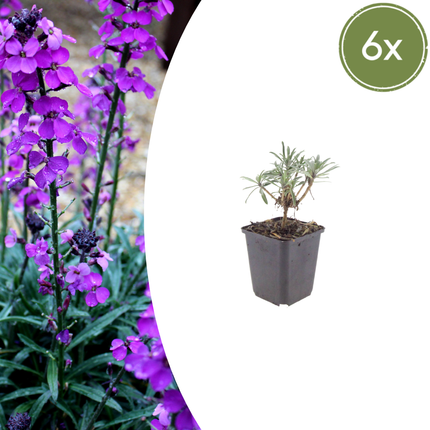 Erysimum 'Bowles' Mauve' - Steenraket - ↕10-25cm - Ø9cm - 6x
