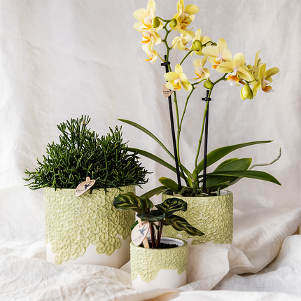 Kolibri Home | Doniczka dekoracyjna Bloom - zielona - Ø12 cm