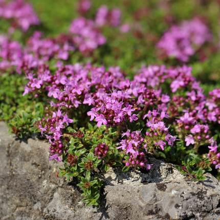 Thymus praecox 'Coccineus' - Kruiptijm - ↕10-25cm - Ø9cm - 6x