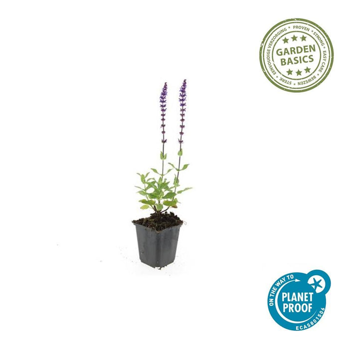 Salvia nemorosa 'Caradonna' - Bossalie - ↕10-25cm - Ø9cm - 12x