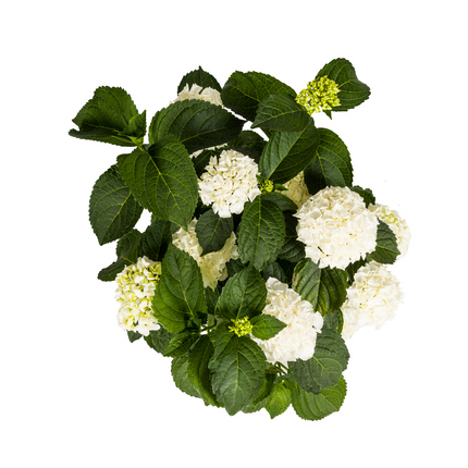 Hortensia Macrophylla Hvid Ø24cm - ↕70 - 80cm