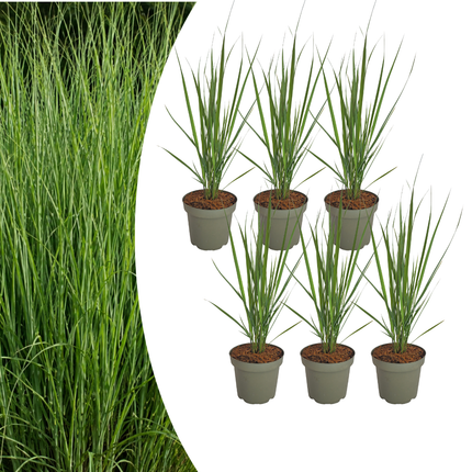 Panicum virgatum ‘Northwind’ – Vingergras - Ø12cm - 6x