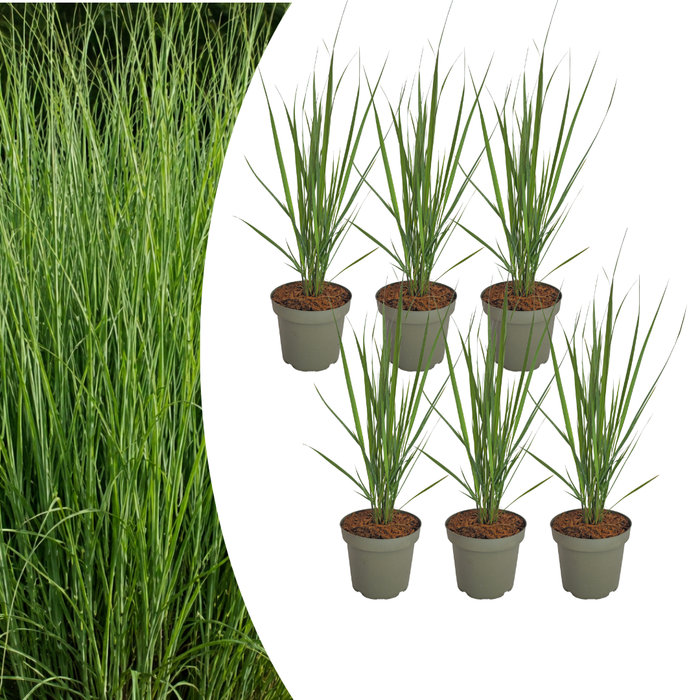 Panicum virgatum ‘Northwind’ – Vingergras - Ø12cm - 6x