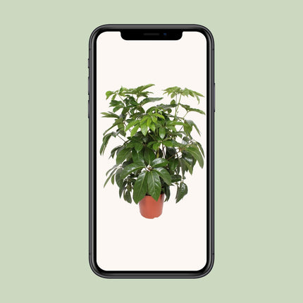 Schefflera Actinophylla Amate - ↕120cm - Ø30cm
