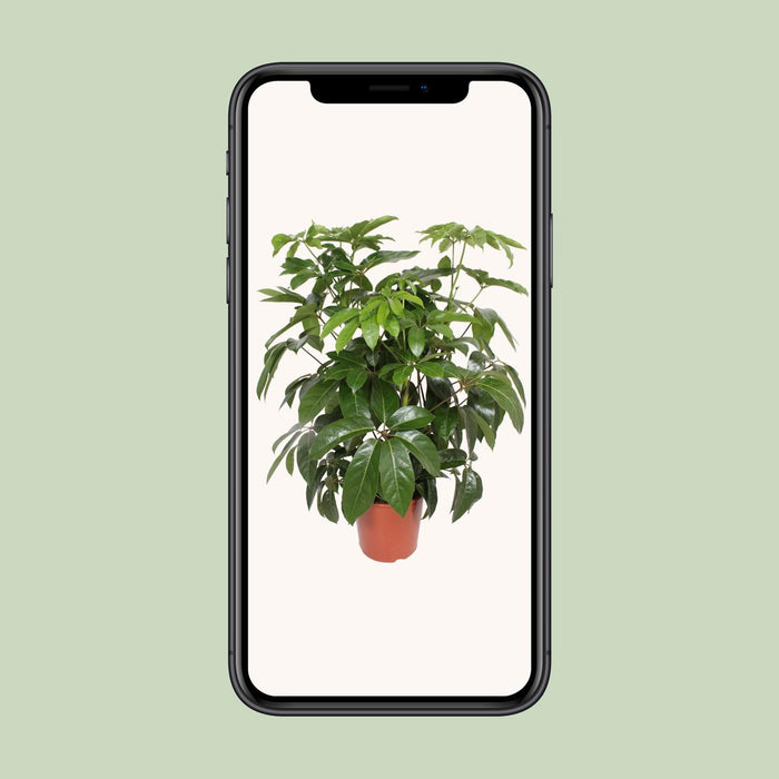 Schefflera Actinophylla Amate - ↕120cm - Ø30cm
