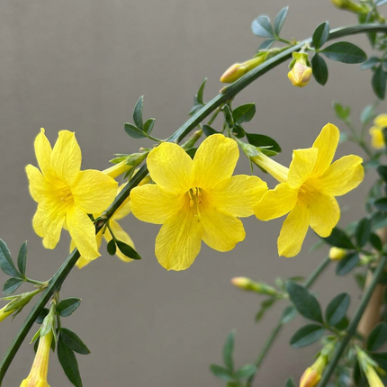 Jasminum nudiflorum - Winterjasmijn 6x - Geel - Klimplant - Ø9cm - ↕35cm
