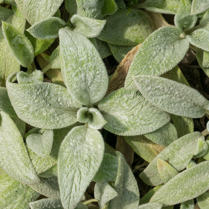 Stachys byzantina 'Silver Carpet' - Ezelsoor - ↕10-25cm - Ø9cm - 24x