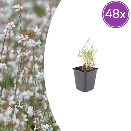 Prachtkaars - Gaura lindheimeri - ↕10-25cm - Ø9cm - 48x