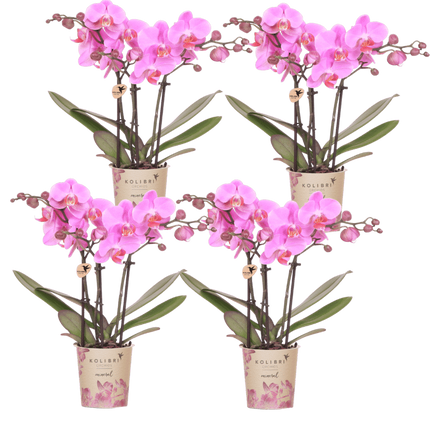 Kolibri Orchids | Combi Deal - 4 Roze-Paarse Phalaenopsis Orchideeën Mineral Frederikstad - Ø9 cm