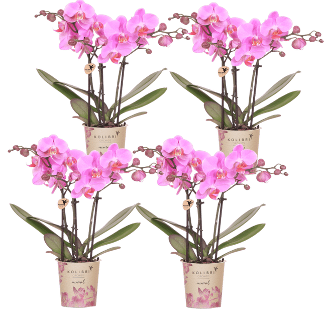 Kolibri Orchids | Combi Deal - 4 Roze-Paarse Phalaenopsis Orchideeën Mineral Frederikstad - Ø9 cm