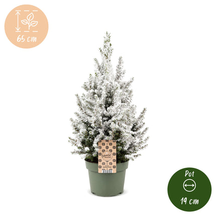 Picea glauca Conica - Kegelspar - Groen - Wit - Kerstboom - Ø19cm - ↕65cm