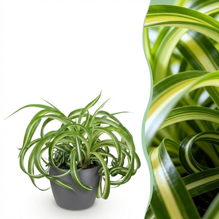 Chlorophytum comosum Bonnie - Curly Grass Lily - with gray plant pot - ↕20cm - Ø12cm
