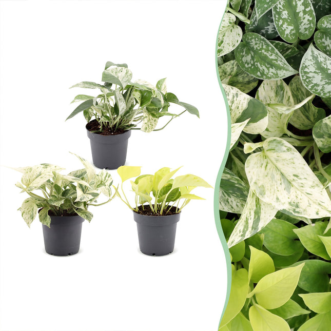Epipremnum Tricolour 3x - Gul - Grön - Kräm - Tropisk - Ø6cm - ↕20-25cm