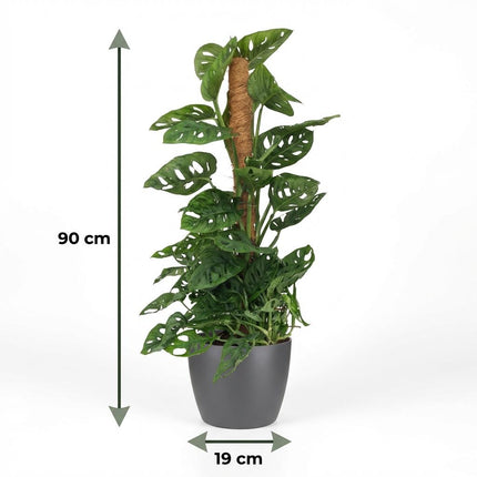Monstera Andansonii Moss Pole - Monkey Mask - z szarą doniczką - ↕90cm - Ø19cm