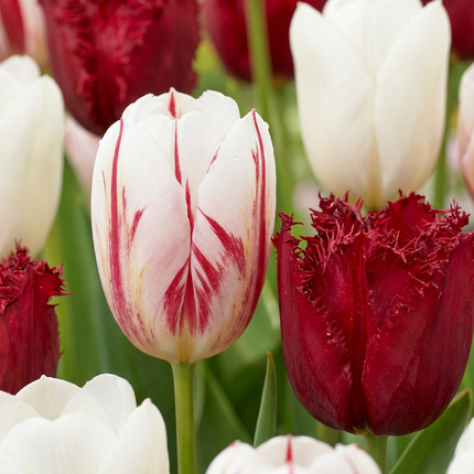 120x Tulipa Dutch Design - Bloembollen - Tulp Dutch Design - Roze en Wit - Voorjaarsbloeier - Bolmaat 11/12