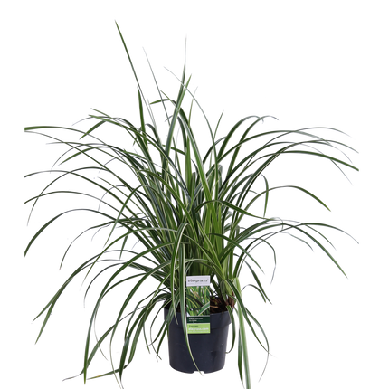 Carex morrowii 'Isdans' - Ø14cm - ↕30cm