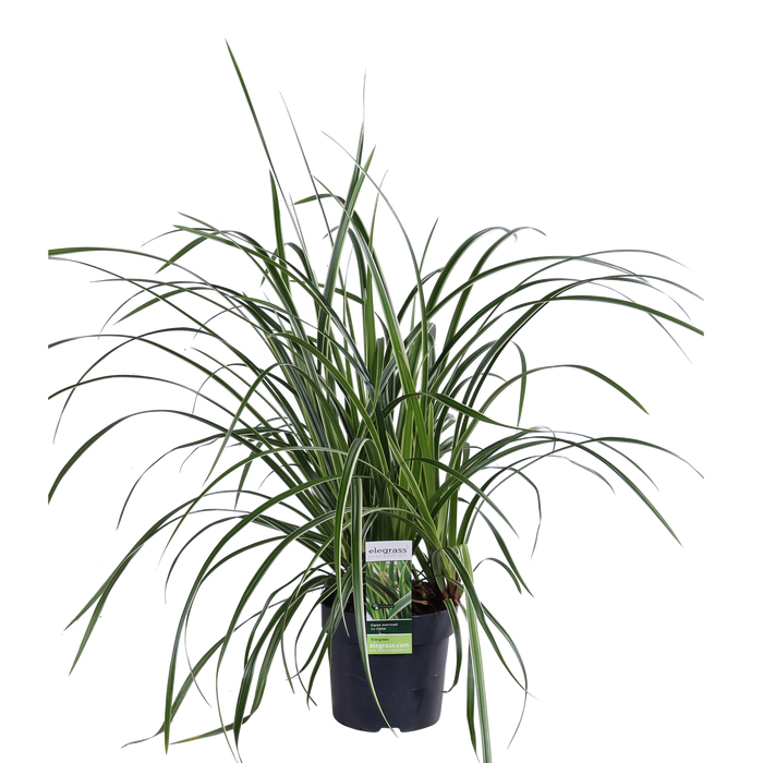 Carex morrowii 'Ice Dance' - Ø14cm - ↕30cm