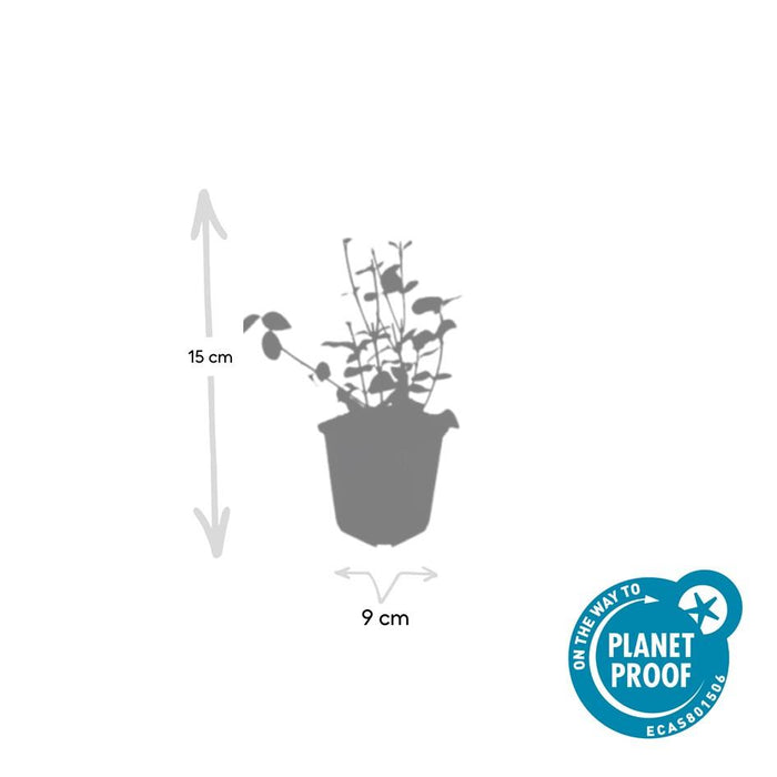 Euonymus fortunei 'Coloratus' - Japanse Kardinaalsmuts - ↕10-25cm - Ø9cm - 6x