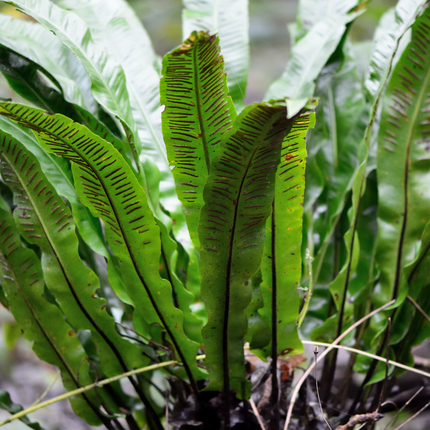 Helecho lengua - Asplenium scolopendrium - ↕10-25cm - Ø9cm - 60x