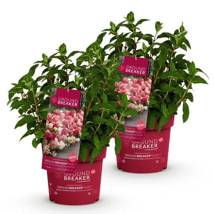 Hydrangea panniculata Groundbreaker Ruby - Plume Hydrangea - Red - ↕20-25cm - Ø14cm - 2x