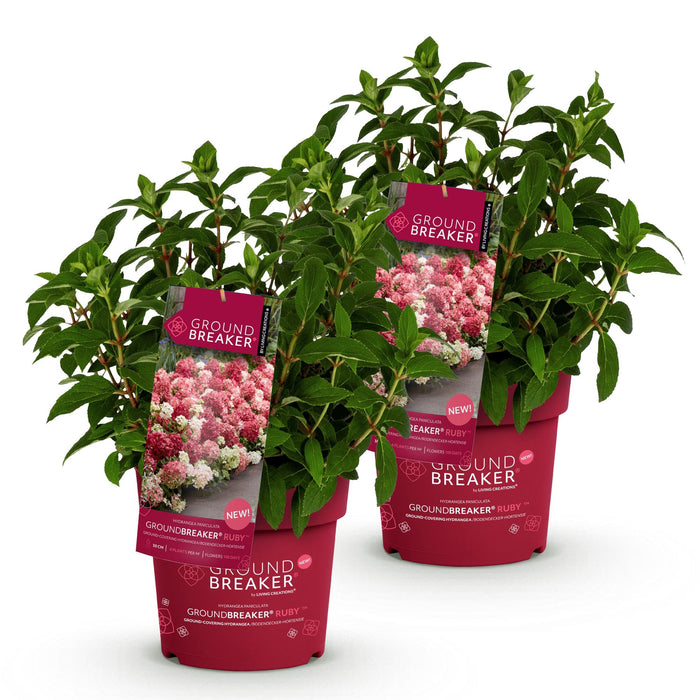 Hydrangea panniculata Groundbreaker Ruby - Pluimhortensia - Rood - ↕20-25cm - Ø14cm - 2x