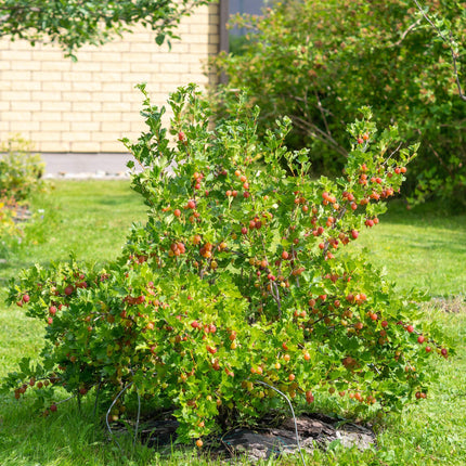 Gooseberry - Ribes uva-crispa Hinnomäki Röd - Red Currant - 2 plants - Pot 11cm Height 40cm