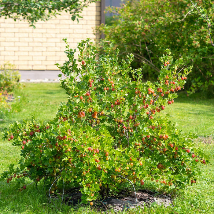 Fruitplant - Kruisbes - Ribes uva-crispa  Hinnomäki Röd - Rode Bes - 2 planten -  Pot 11cm Hoogte 40cm