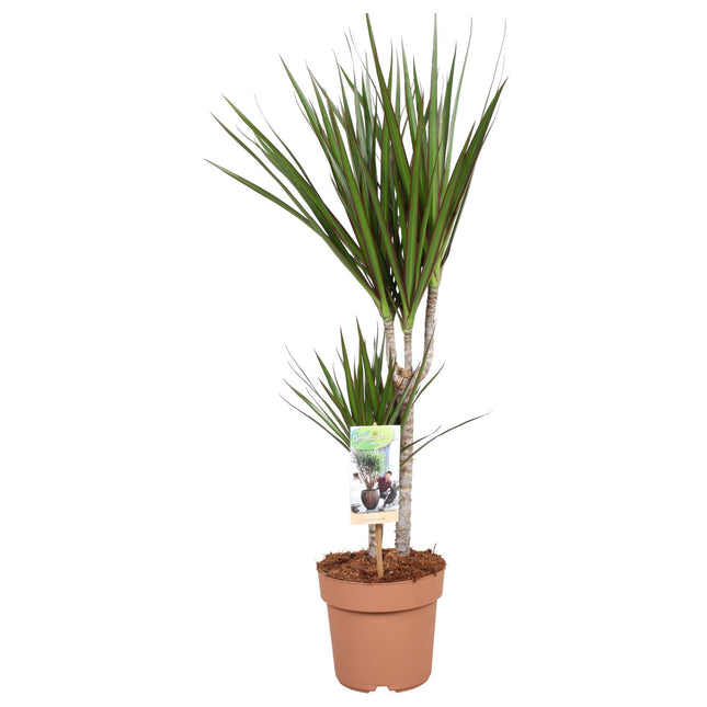 Dracaena Marginata – Drachenpflanze – ↕75 cm – Ø17 cm