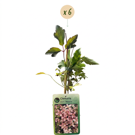 Clematis mont. 'Marjorie' - Bergclematis 6x - Roze - Klimplant - Ø9cm - ↕35cm