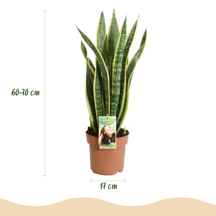 Sansevieria Laurentii - Snake Plant - ↕60-70cm - Ø17cm