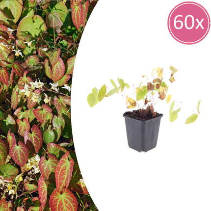 Epimedium youngianum 'Niveum' - Fiore fatato - ↕10-25cm - Ø9cm - 60x