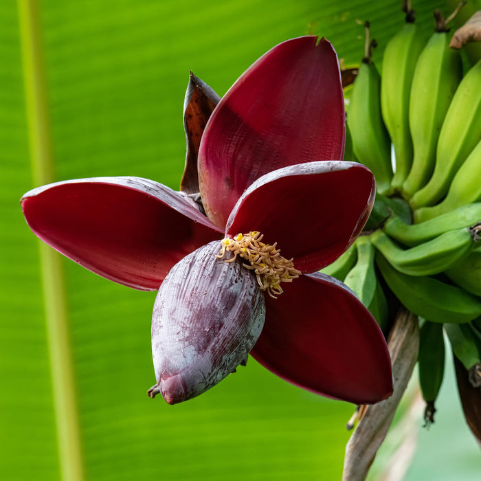 Fruitplant - Bananen plant - Musa sikkemensis Red Tiger - Winterhard - 2 planten - Pot 17cm Hoogte 40cm