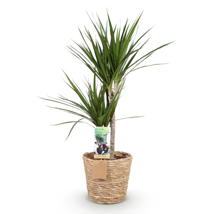 Dracaena Marginata – Drachenbaum – mit Korb – Topf 21 cm – Höhe 90–100 cm