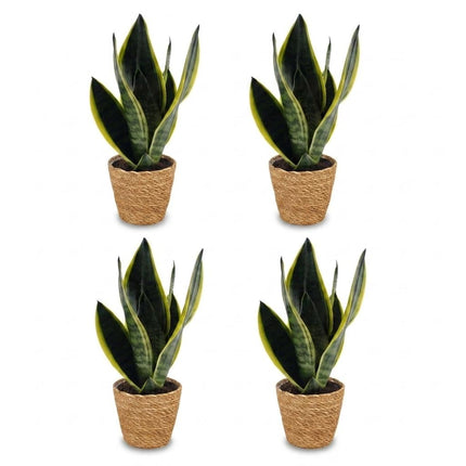 Sansevieria Future Superb - Vrouwentong - 4x - met Mand - Pot 12cm - Hoogte 35cm