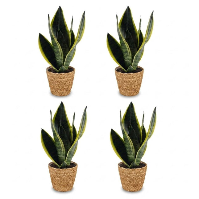 Sansevieria Future Superb - Wężownica - 4x - z koszykiem - Doniczka 12 cm - Wysokość 35 cm