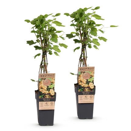 Ribes rubrum Perla Blanca - Planta de bayas - Resistente - Grosella blanca - 2 plantas - Maceta de 15 cm - Altura 50 cm