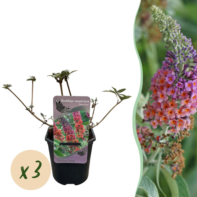 Butterfly Bush - Buddleja davidii Flower Power - Orange Purple Flower - 3 Plants - 1m² - ↕30cm - Ø17cm