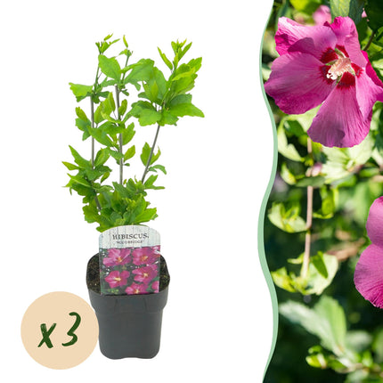 Hibiscus syriacus Woodbridge - Ibisco da giardino - Rosa - ↕45cm - Ø17cm - 3x