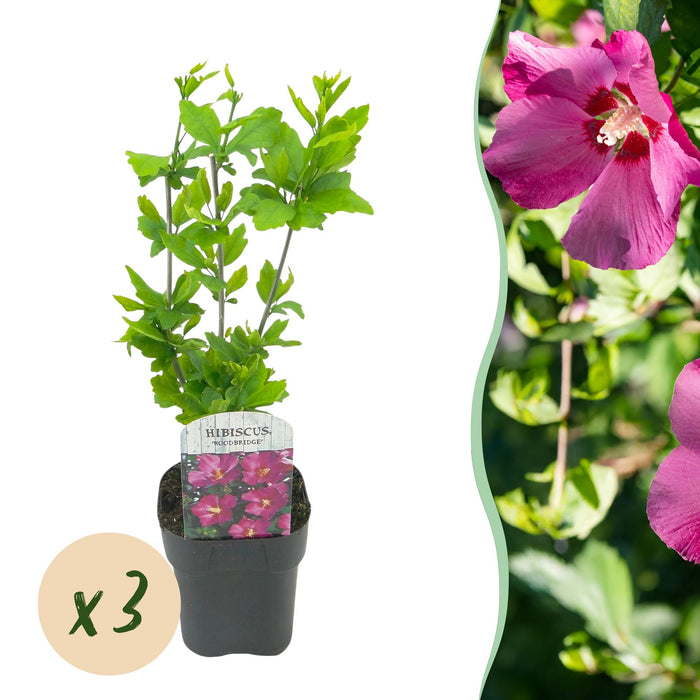 Hibiscus syriacus Woodbridge - Tuin Hibiscus - Roze - ↕45cm - Ø17cm - 3x