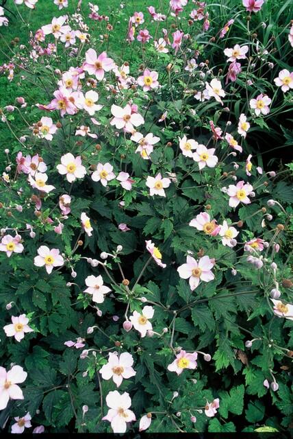 Anemone tomentosa 'Robustissima' - ↕10-25cm - Ø9cm - 60x