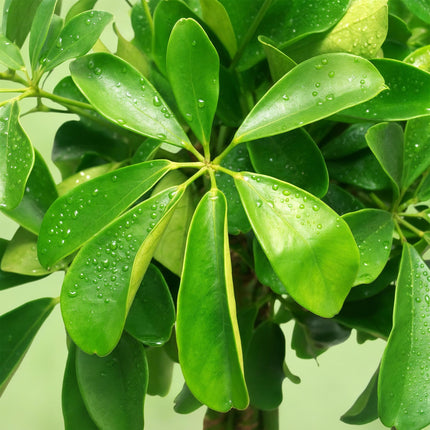 Schefflera Nora – Fingerbaum – ↕70–80 cm – Ø21 cm