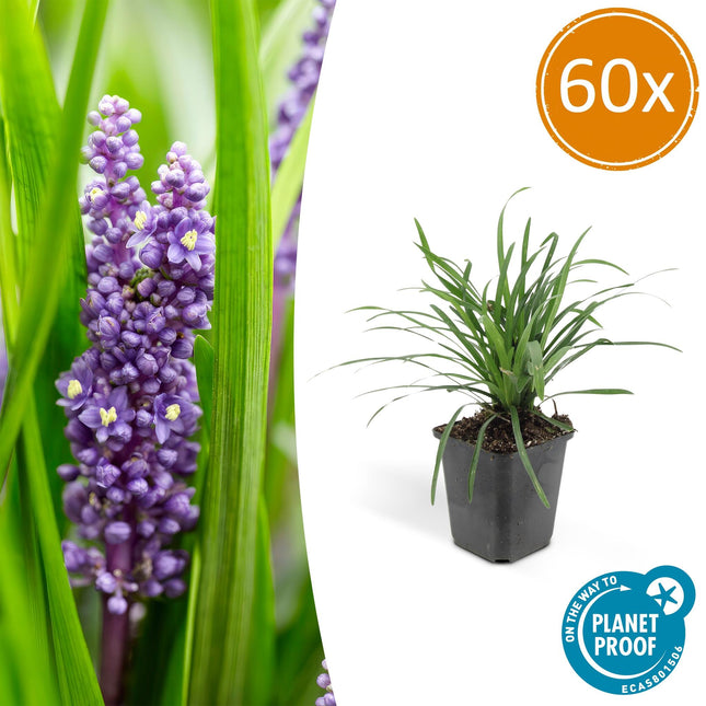 Liriope muscari 'Big Blue' - Erba giglio - ↕10-25cm - Ø9cm - 60x
